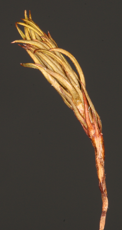 Polytrichastrum septentrionale